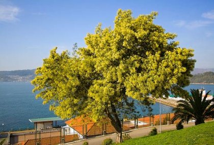 ACACIA DEALBATA (GÜMÜŞİ AKASYA)